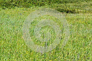 Mountain herbage. Wild grass