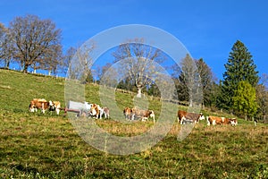 Mountain herding of free cows