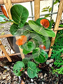 mountain hibiscus tree plants next to the bamboo fence