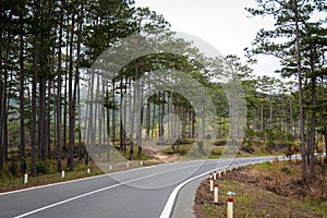 The mountain highway with pine trees in Dalat, Vietnam