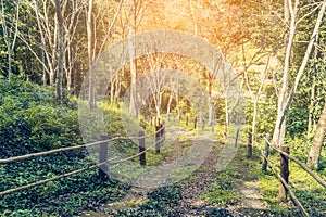 Mountain Hiking Path Vintage tone