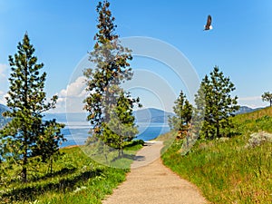 Mountain hiking trail overlooking the lake, Bald Eagle soaring a