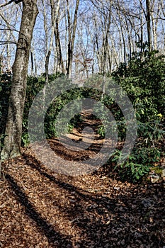 Mountain Hiking Trail Through Rhododendron Forest