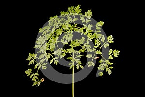 Mountain Hog\'s Fennel (Peucedanum oreoselinum). Basal Leaf Closeup