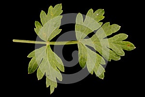 Mountain Hog\'s Fennel (Peucedanum oreoselinum). Basal Leaf Segment Closeup