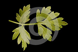 Mountain Hog\'s Fennel (Peucedanum oreoselinum). Basal Leaf Segment Closeup