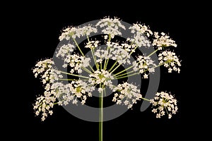 Mountain Hog\'s Fennel (Peucedanum oreoselinum). Flowering Umbel Closeup