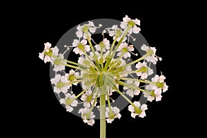 Mountain Hog\'s Fennel (Peucedanum oreoselinum). Flowering Umbellule Closeup