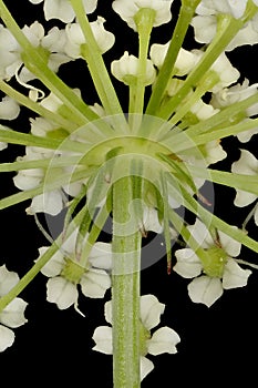 Mountain Hog\'s Fennel (Peucedanum oreoselinum). Umbellule Bracteoles Closeup