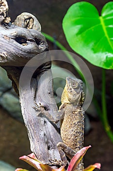 Mountain horned dragon, acanthosaura capra