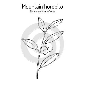 Mountain horopito or pepper tree Pseudowintera colorata , spice, ornamental and medicinal plant photo