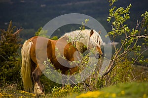 Mountain horse in Cerdanya, Girona, Spain photo
