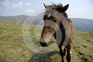 Mountain horse closeup with mountains in the background