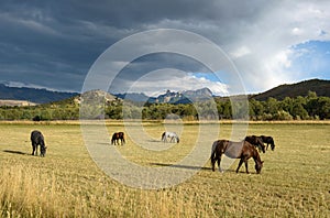 Mountain Horse Ranch