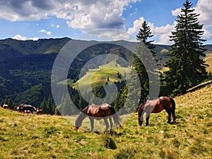 Mountain Horses in Carpathian mountains from Romania