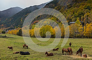 Mountain horses grazing on Andorra meadows