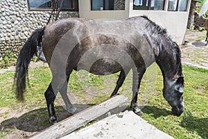 Mountain horses to Eho hut. The horses serve to transport supplies from and to the hut