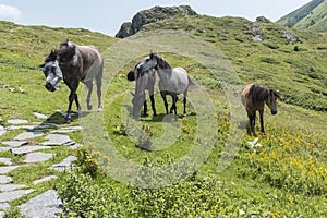 Mountain horses to Eho hut. The horses serve to transport supplies from and to the hut