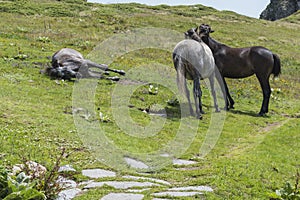 Mountain horses to Eho hut. The horses serve to transport supplies from and to the hut