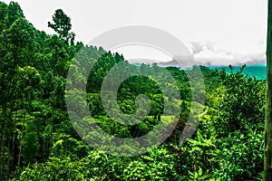 Mountain with huge amount of different trees and many shades of green