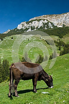 Mountain husbandry in Romania