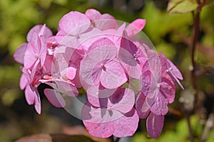 Hydrangea Preziosa