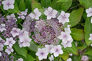Mountain Hydrangea serrata Bluebird, umbel of pinkish-purple flowers
