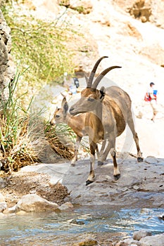 Mountain ibex, ein Gedi oasis, Israel