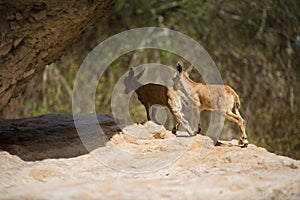 Mountain ibex, ein Gedi oasis, Israel