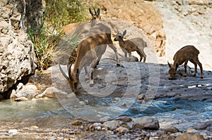 Mountain ibex, ein Gedi oasis, Israel photo