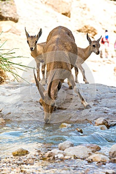 Mountain ibex, ein Gedi oasis, Israel photo
