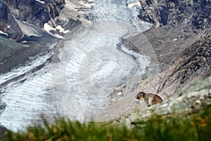 Mountain ice wildlife. Cute fat animal Marmot, sitting on stone nature rock mountain habitat, Alp. Wildlife ice scene from wild