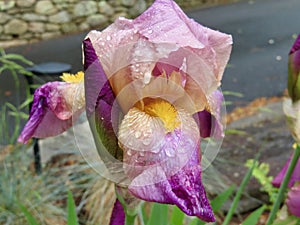 Mountain Iris after the spring rain