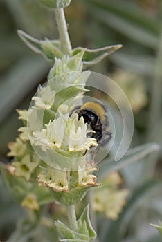 Mountain ironwort Sideritis montana, flower with bumblebee