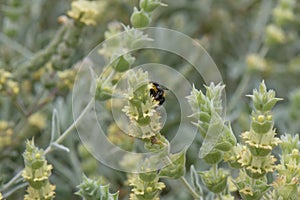 Mountain ironwort Sideritis montana, flowering with bumblebee