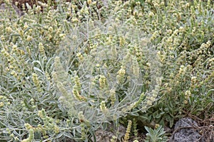 Mountain ironwort Sideritis montana, flowering plant wild habitat