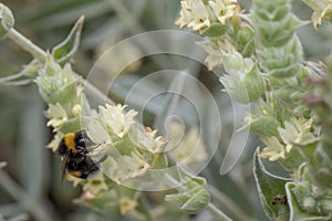 Mountain ironwort Sideritis montana, mountain tea