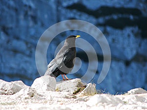 Mountain jackdaw