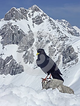 Mountain jackdaw in winter