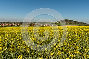 Mountain Katzenbuckel in the Odenwald with Blooming Rapeseed Field in Foreground, Germany