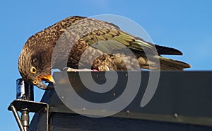 Mountain kea parrot