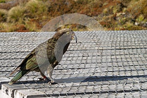 Mountain kea parrot