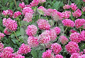 Mountain kidney vetch Anthyllis montana