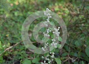 A mountain knot grass plant with blooms tiny white flower clusters in leaf axils photo