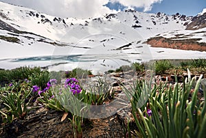 Mountain Lake with alpine flowers in Kazakhstan