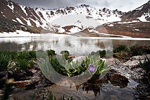 Mountain Lake with alpine flowers in Kazakhstan