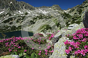 Mountain lake betwen flowers and snow patches photo