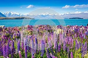 Mountain lake with blooming flowers on foreground