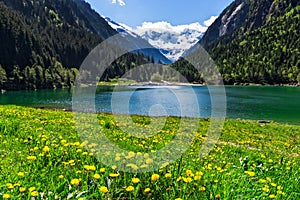 Mountain lake with bright yellow flowers in foreground. Stillup lake, Austria, Tirol