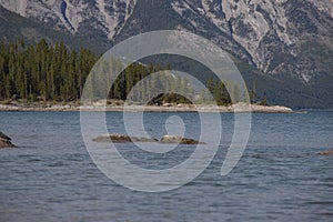 Mountain lake - coniferous forest - pine trees, scenic blue lake, cloudy sky and Rocky Mountains on horizon background.